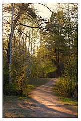 photo "Evening in the forest"