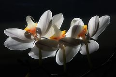 photo "***"