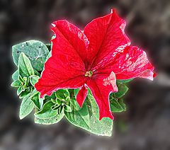 photo "***"