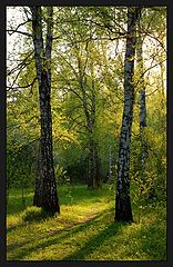 photo "Evening light"