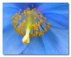 фото "Meconopsis betonicifolia"