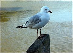 photo "Seagull"