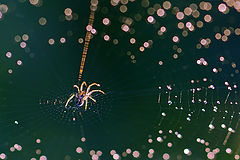 photo "Constellation Spider"