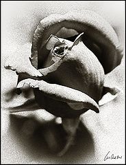 photo "***"