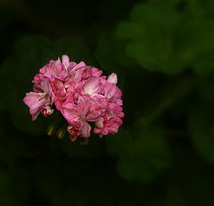 photo "***"