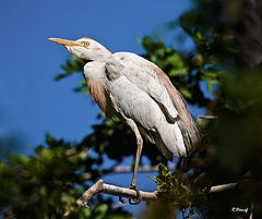 photo "Cattle egret"