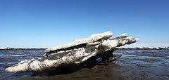 фото "Льдинки Карского моря."