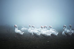 photo "geese"