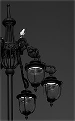 photo "***"