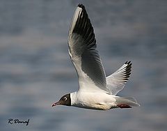 photo "Flying gull"