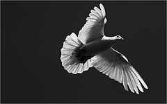 photo "***"