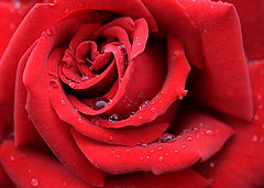 photo "Red rose"