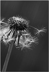 фото "In The Wind"