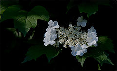 photo "viburnum flowers"