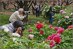 photo "Peonies rush"