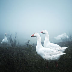 photo "geese II"