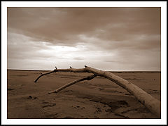 фото "Берег Драконов."