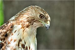 photo "Red-tailed hawk"