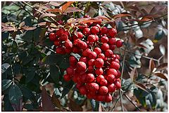 photo "red berry"