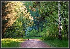 фото "Сказочный лес"