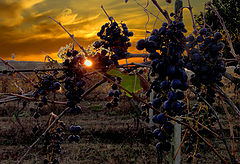 фото "Grapes in Toscana"