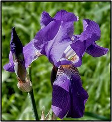 photo "Iris"