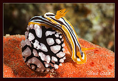 photo "Ballroom dancing"