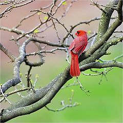 photo "Cardinal"