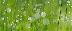 фото "Bokeh # 01"