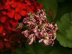 photo "***"