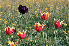 photo "Black tulip"