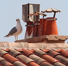 фото "on the roof"