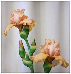 photo "Iris"