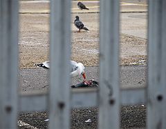photo "***"