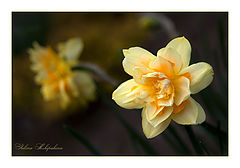 фото "Моя весна"