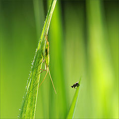 фото "The meeting"