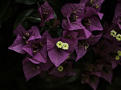 photo "***"