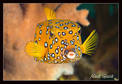 фото "Cube boxfish"