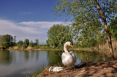photo "***"