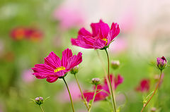 фото "Cosmos"