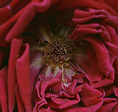 photo "***"