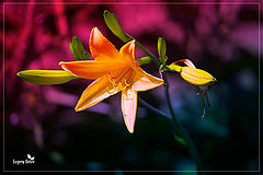 photo "***"