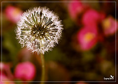 photo "***"