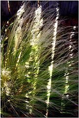 фото "Shadow Play"
