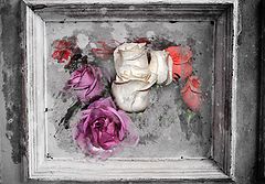 фото "розы"