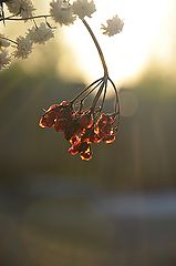фото "Цвета янтаря"