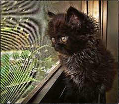 photo "Window"