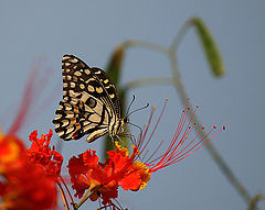 photo "Butterfly"