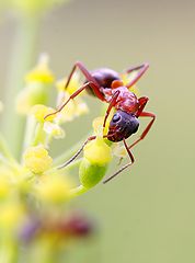 фото "мупавьишка"