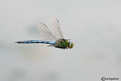 photo "Anax imperator"